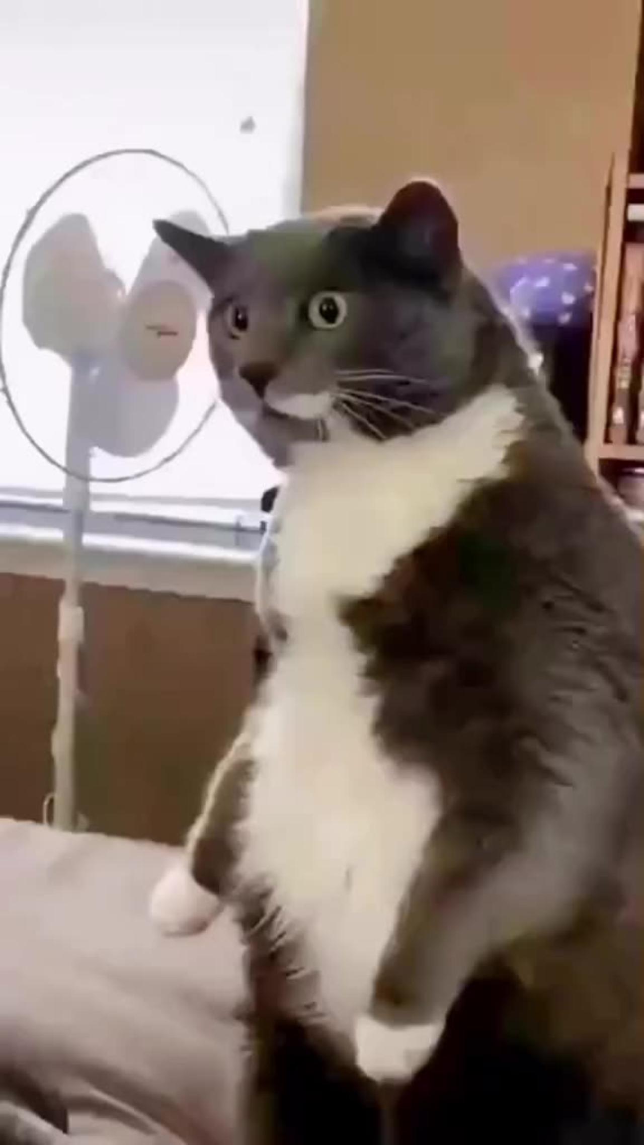 Dog funny video One News Page VIDEO