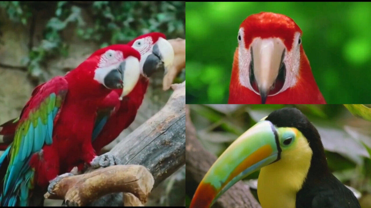 The Most Beautiful Birds You've Ever Seen - One News Page VIDEO