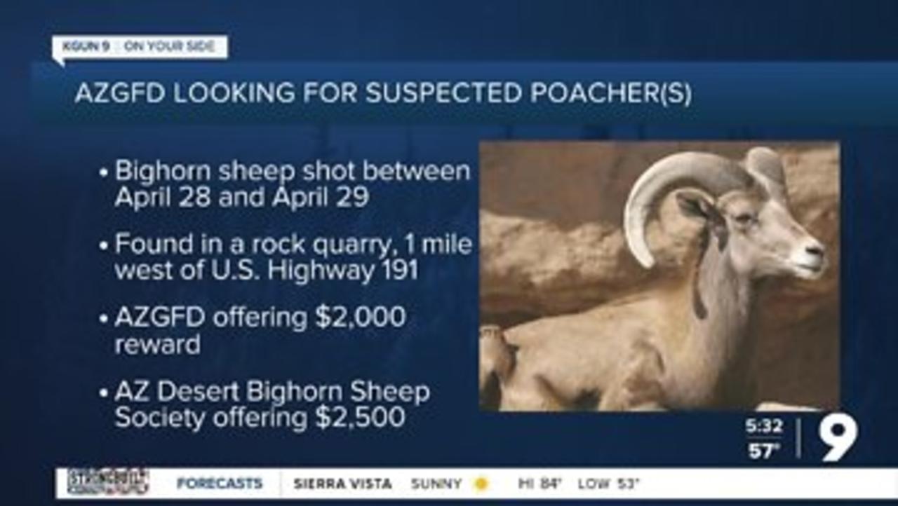 Arizona Game and Fish investigating poaching of bighorn sheep