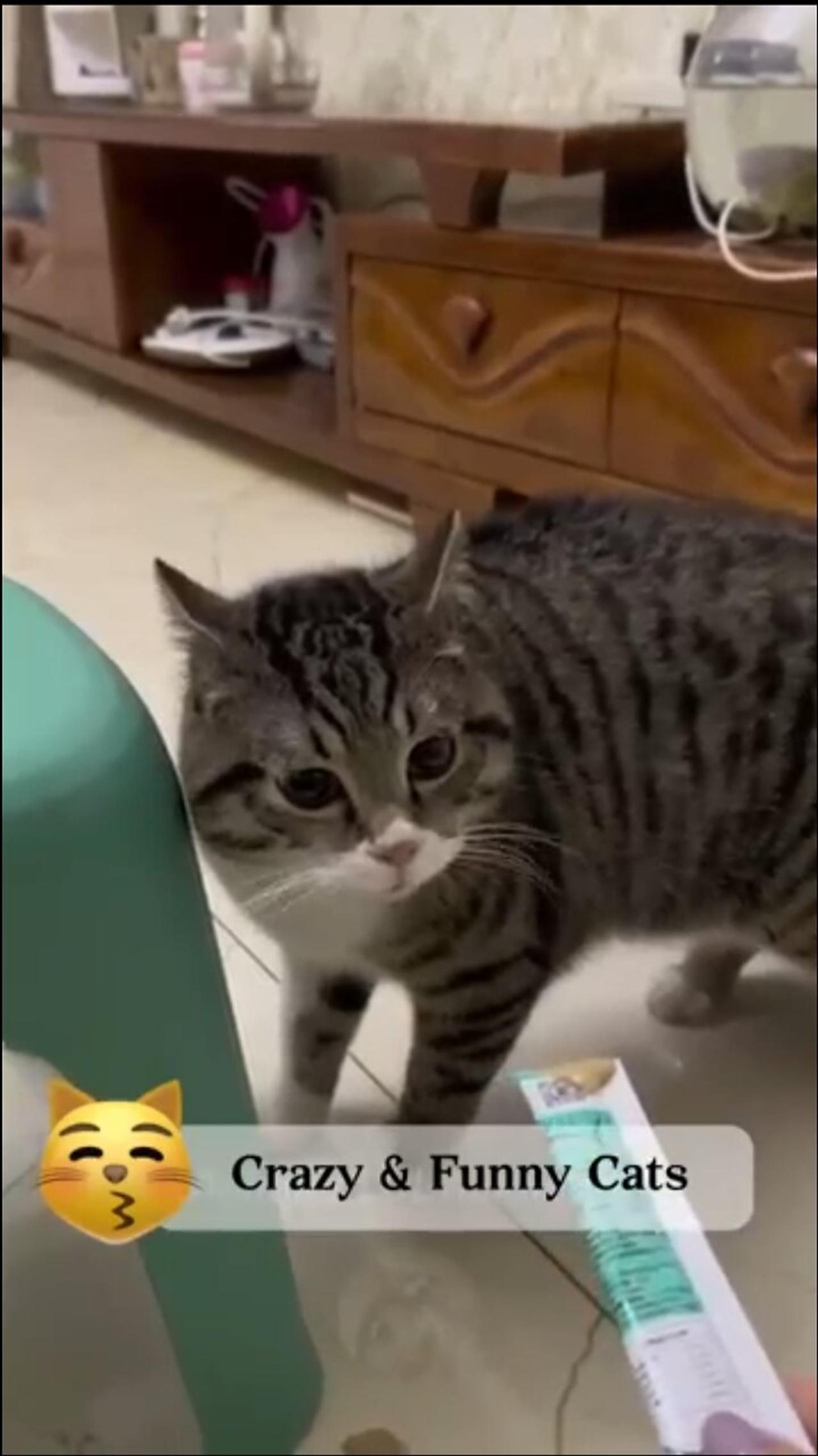 This Kitty Lixo Video Will Make Your Day - sl8onw1