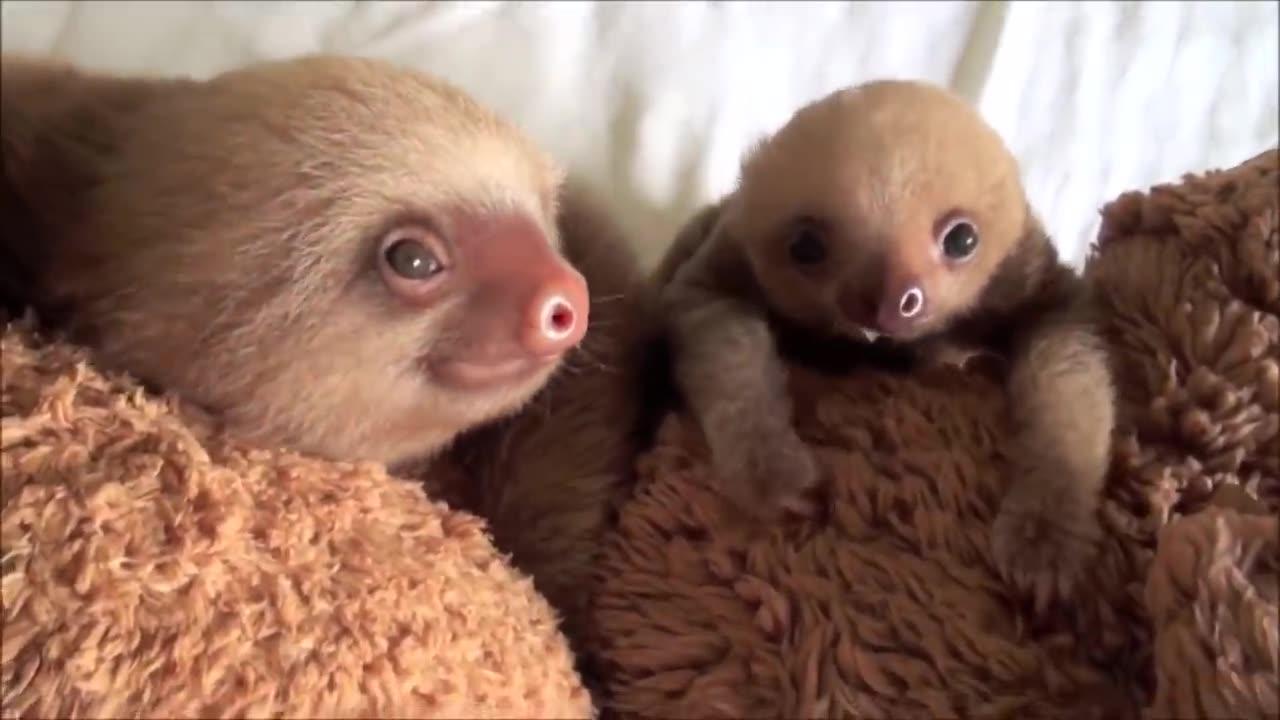 BABY SLOTHS FUNNY VIDEOS , baby sloths being sloths