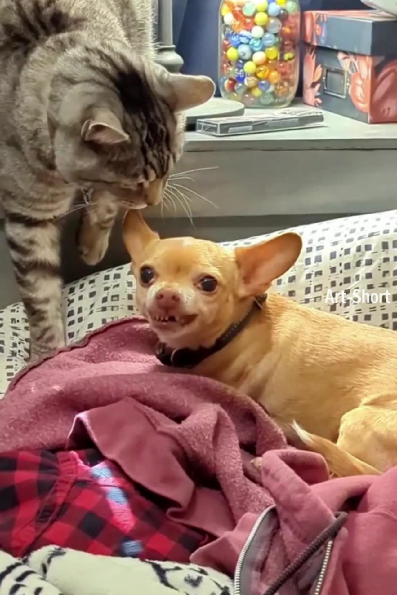 A small dog preys on an older cat