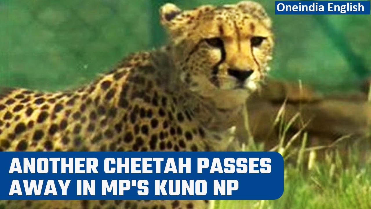 Female Cheetah passes away at Kuno; third such demise reported in around 40 days | Oneindia News