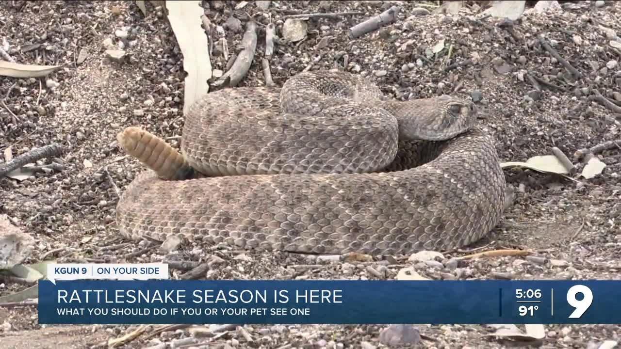 Rattlesnake season is here One News Page VIDEO