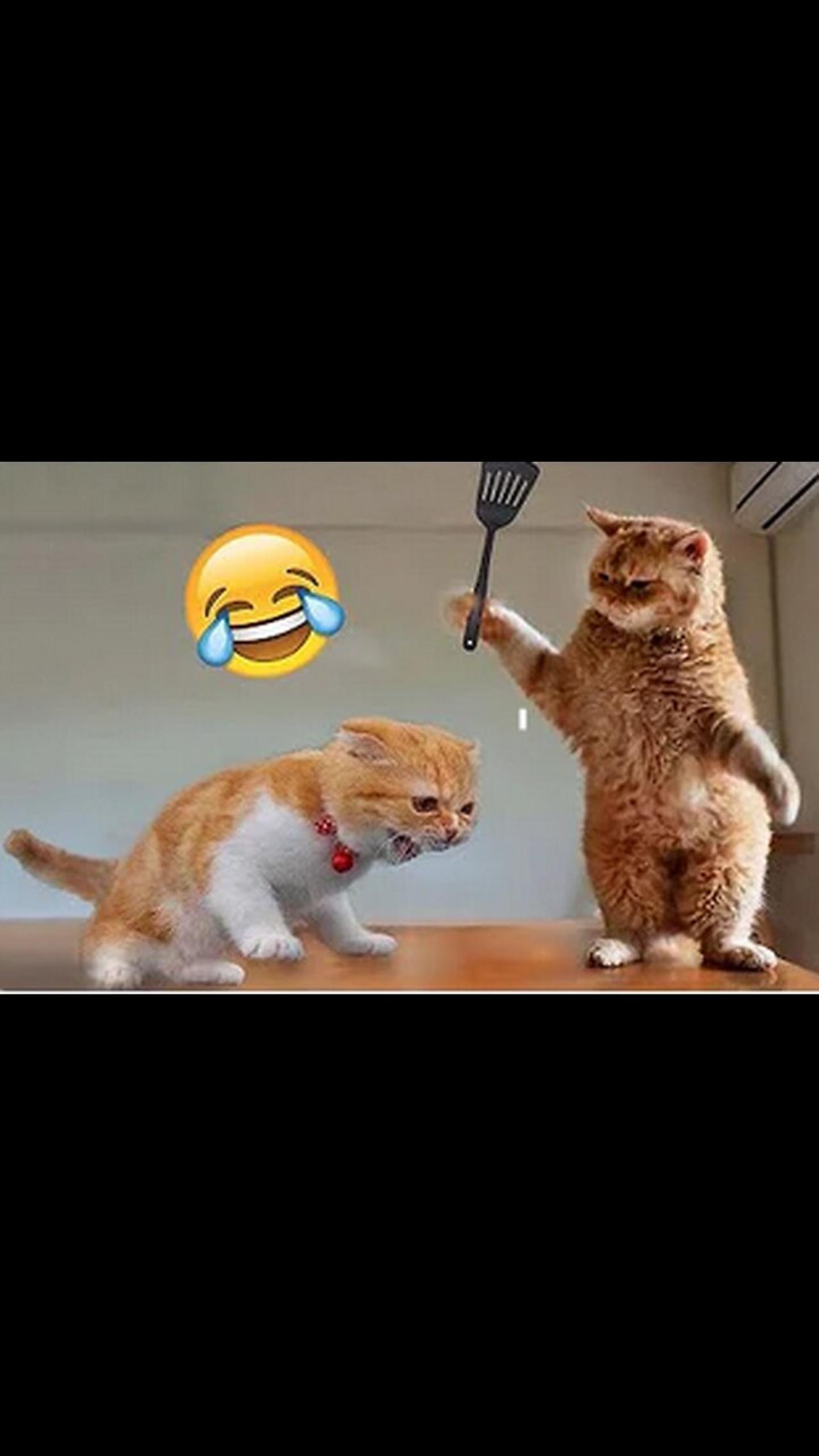 Best Funny Animal Videos of the year (2023), One News Page VIDEO