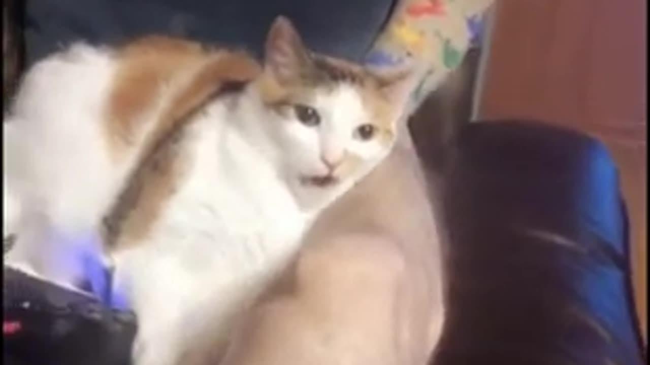 Funny video clip cats