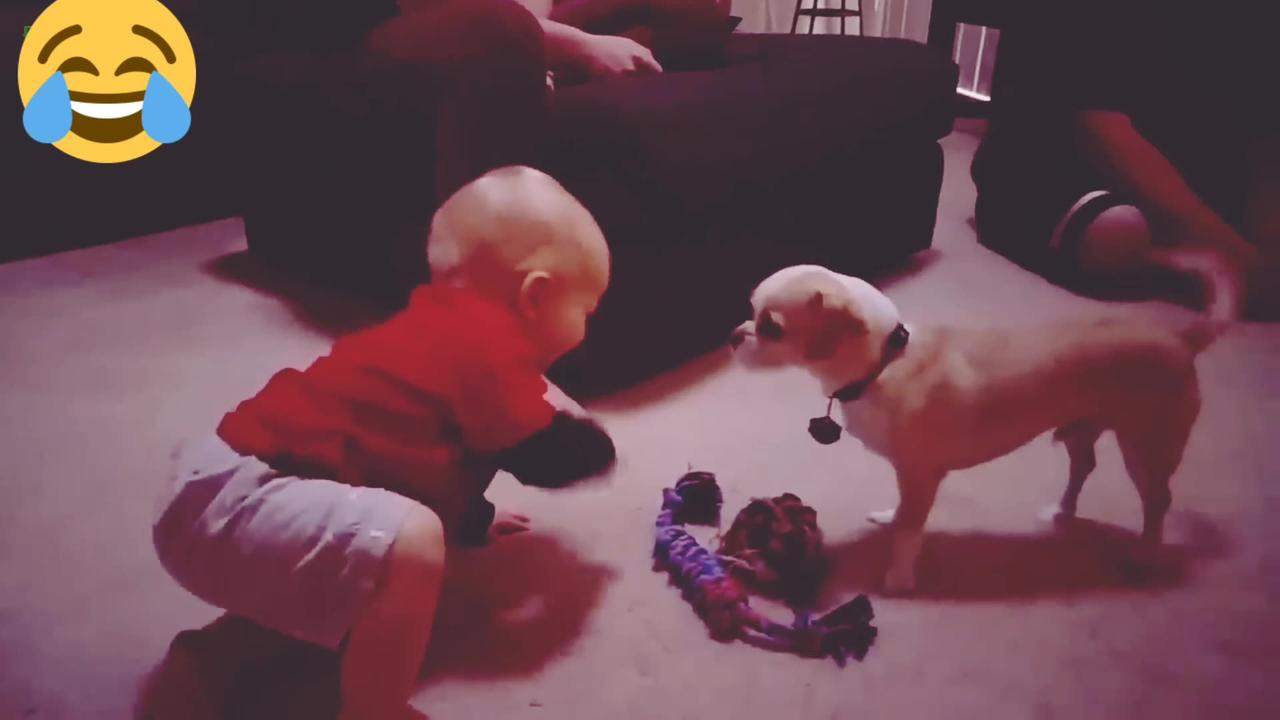Funny Babies Laughing Hysterically At Dogs One News Page Video