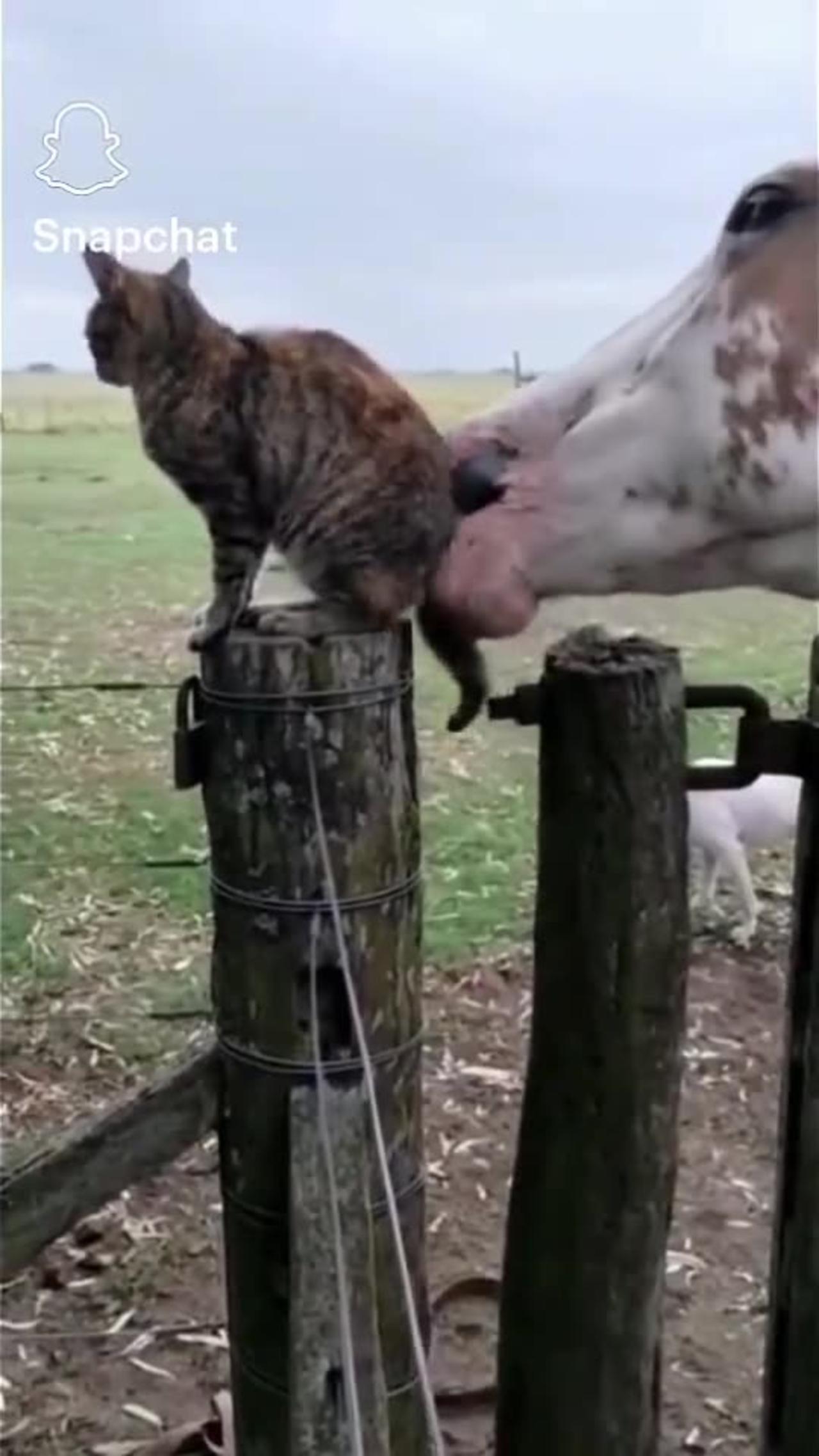 Horse 🐎 bite on a cat 🐈 tail 😄 🤣 One News Page VIDEO