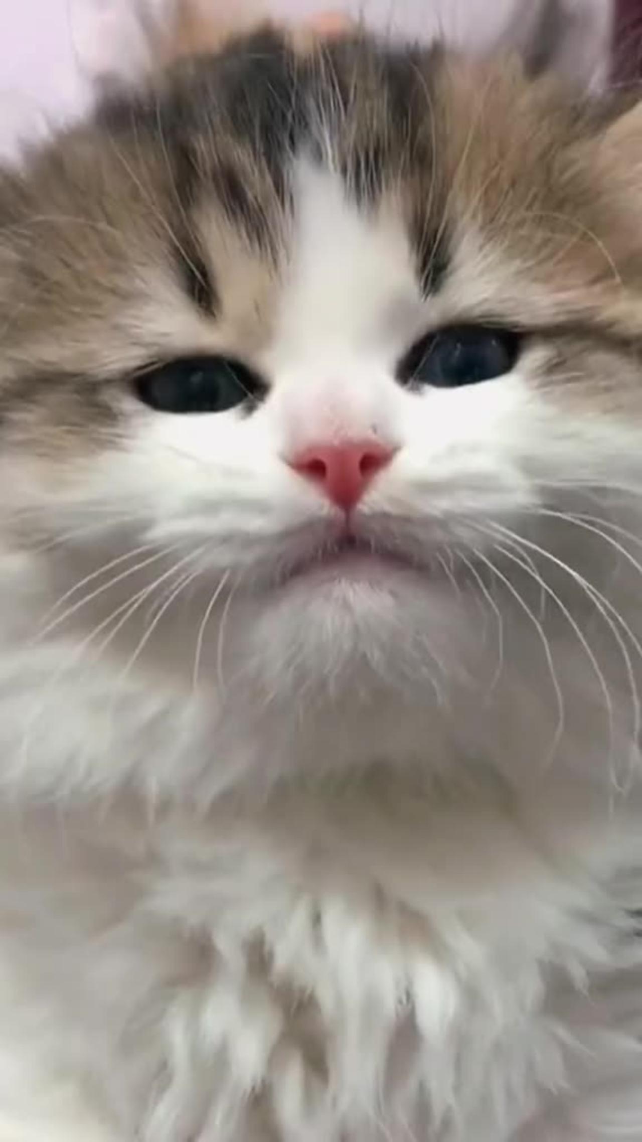 "Adorable Kitten Meows for Attention"