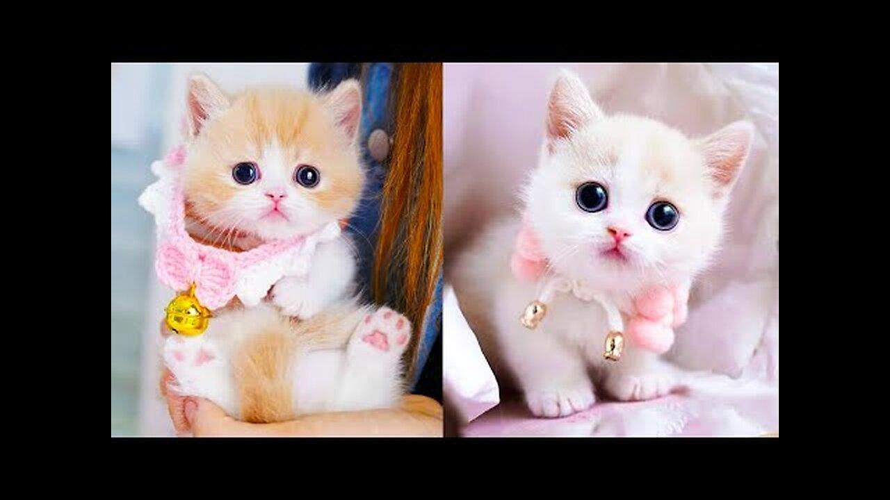 Baby Cats - Cute and Funny Cat Videos Compilation #60 - Aww Animals