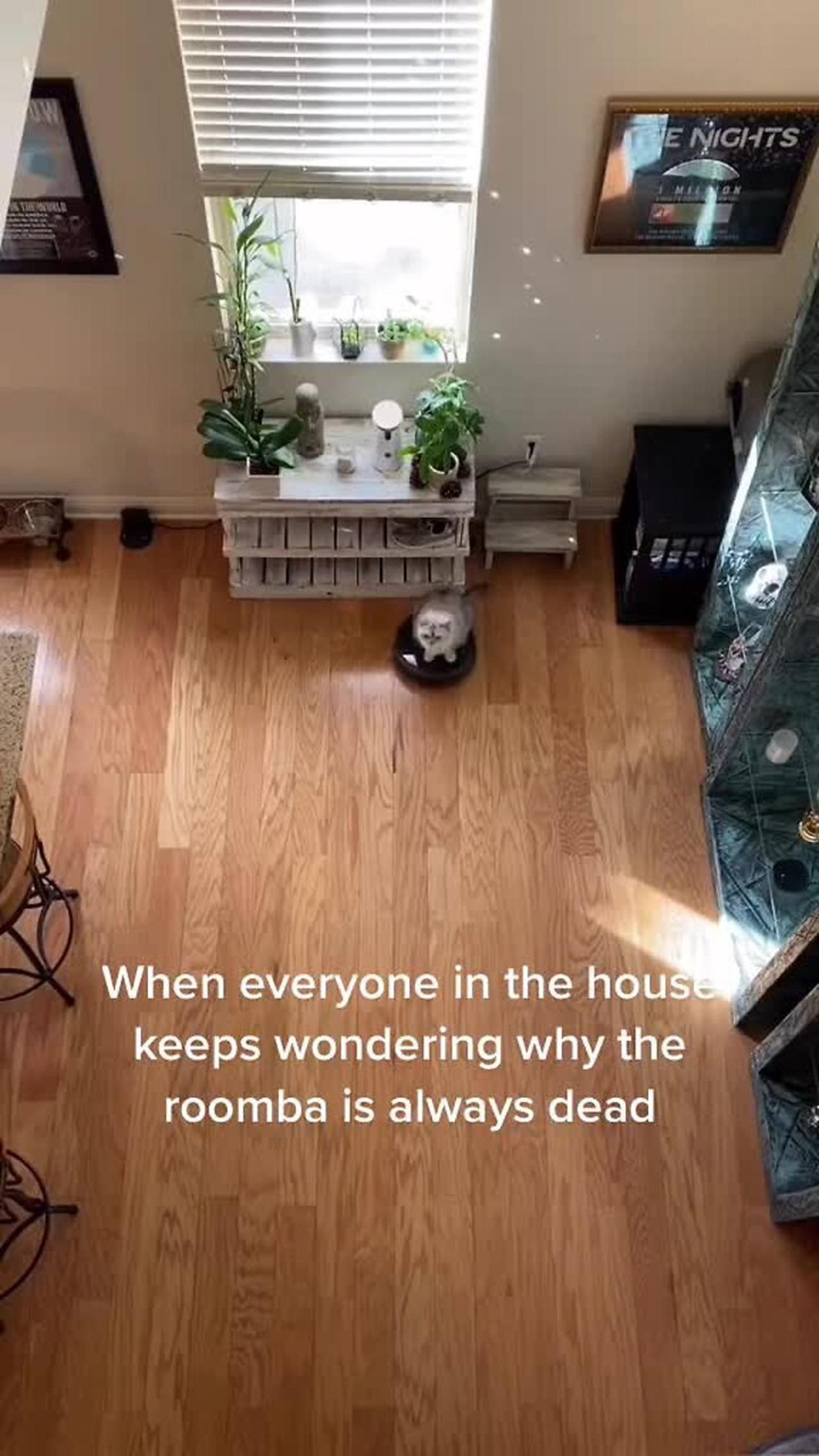 Cat is riding around on the Roomba!.mp4