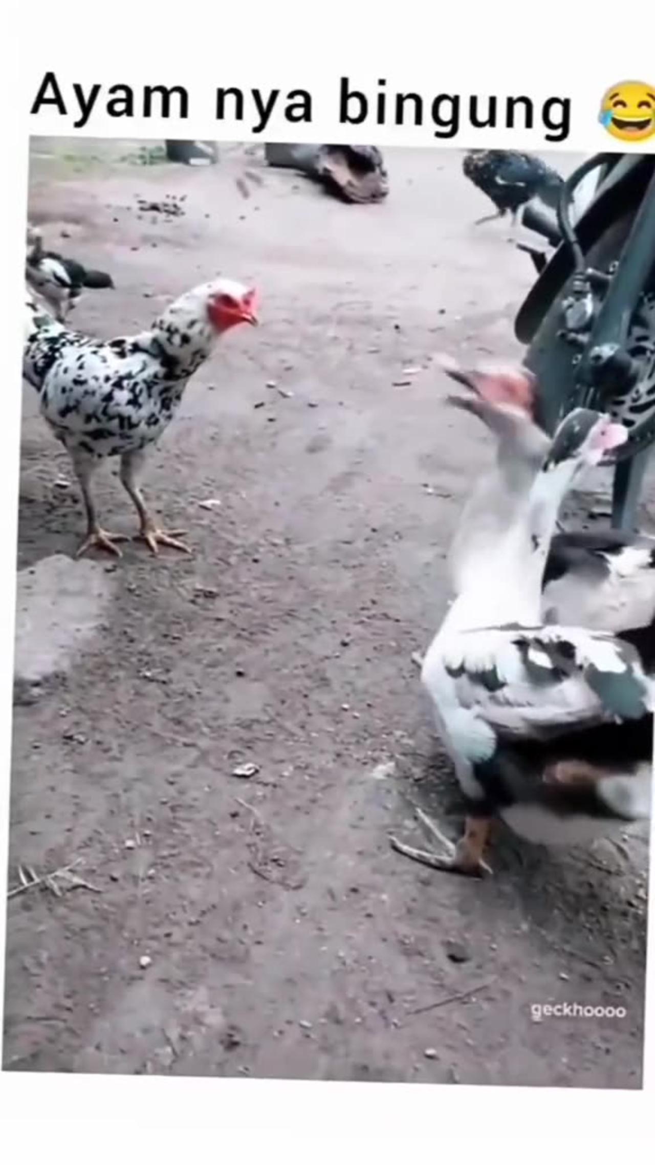 ducks and chicken funny moments - One News Page VIDEO