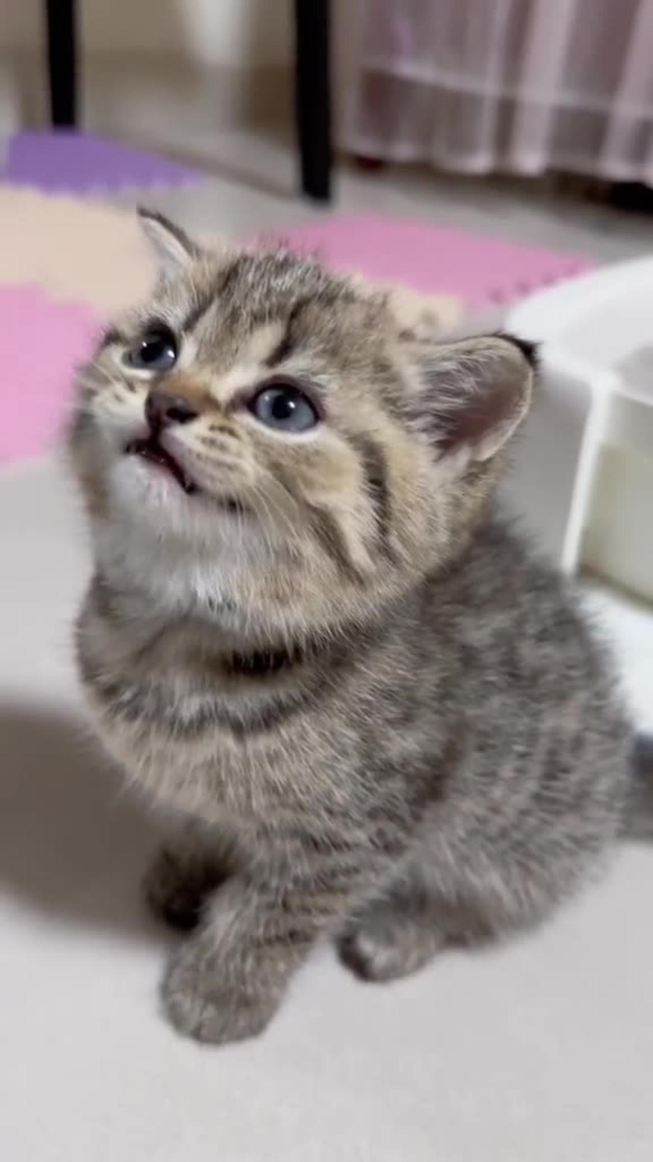 "Precious Kitten Meows for Attention"