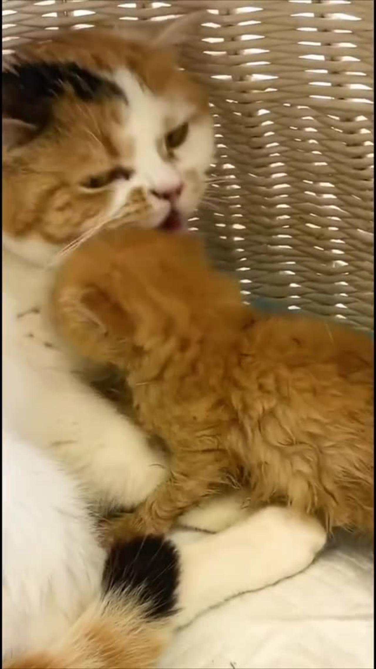 Heartwarming Story: Cat Protects Vulnerable Kittens - nyzpax3