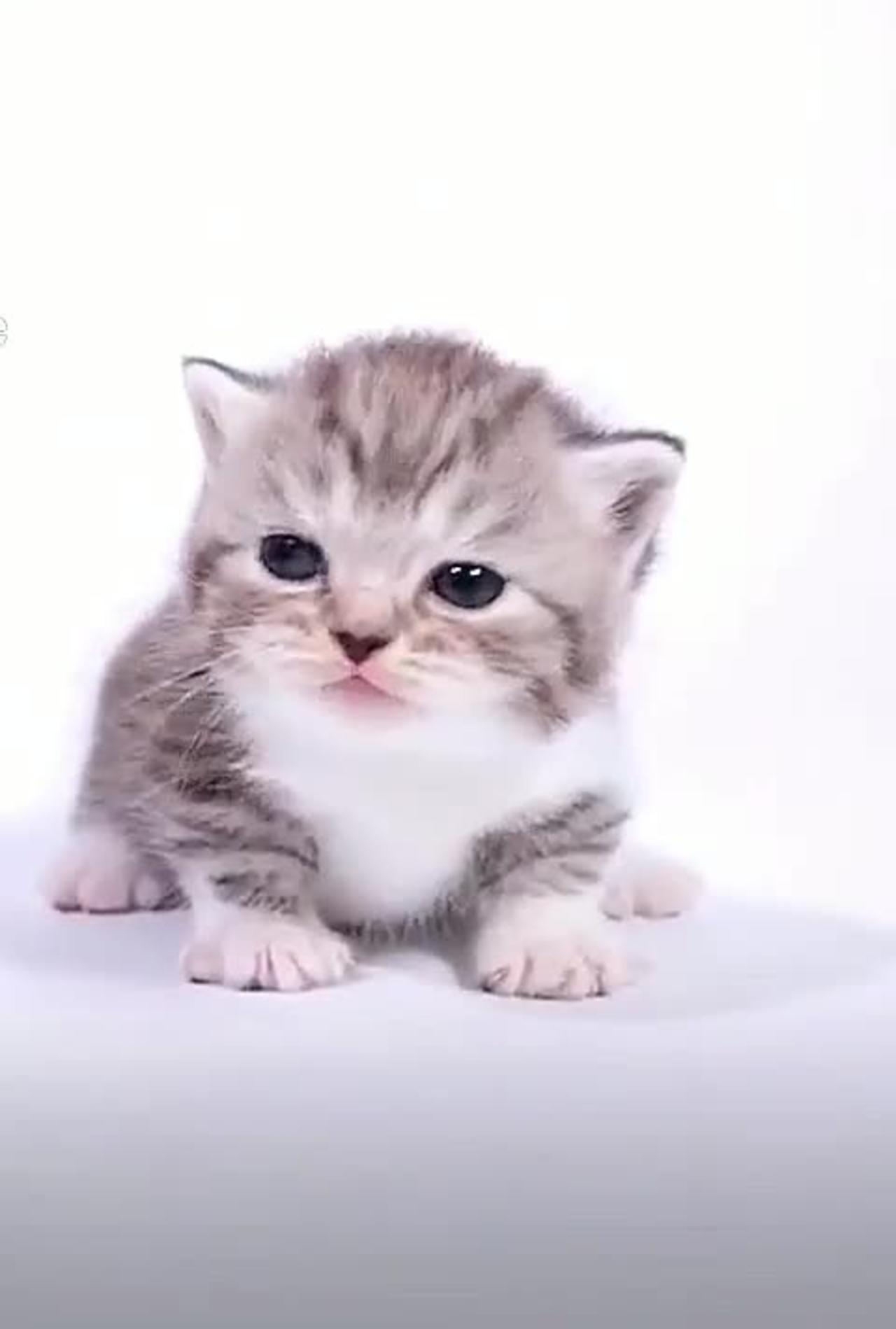 Cute baby kitten cat - One News Page VIDEO