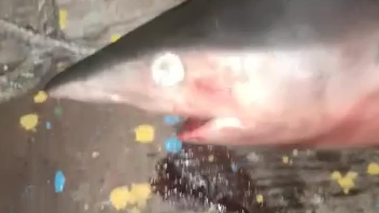 SHARK FISHING One News Page VIDEO