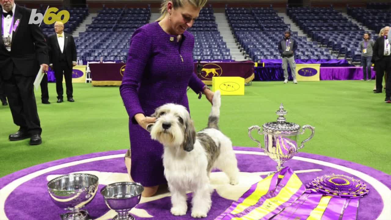 The Adorable Winner of The Westminster Kennel Club Dog Show