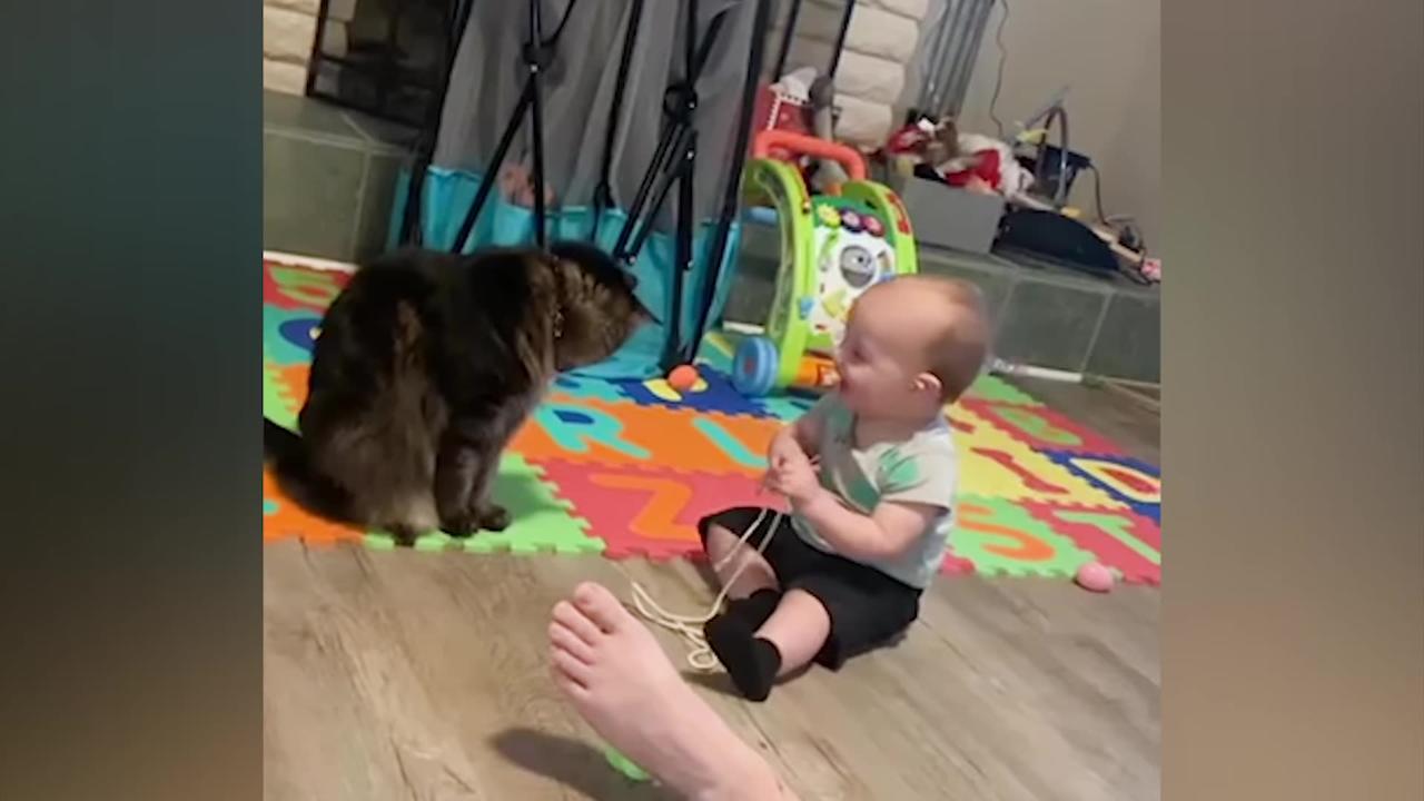 BEST Funny Moments The First Time Baby Meets Animal