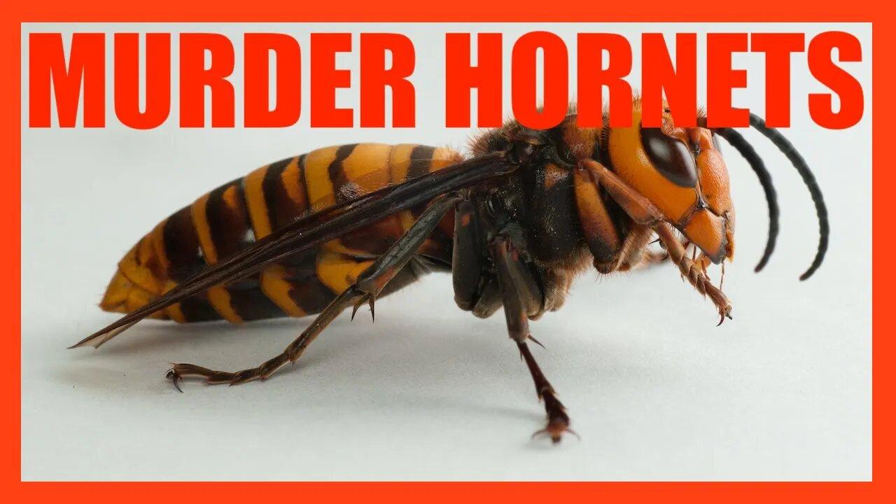 Why are "Murder Hornets" so Dangerous? | [OFFICE HOURS] #004 Highlight