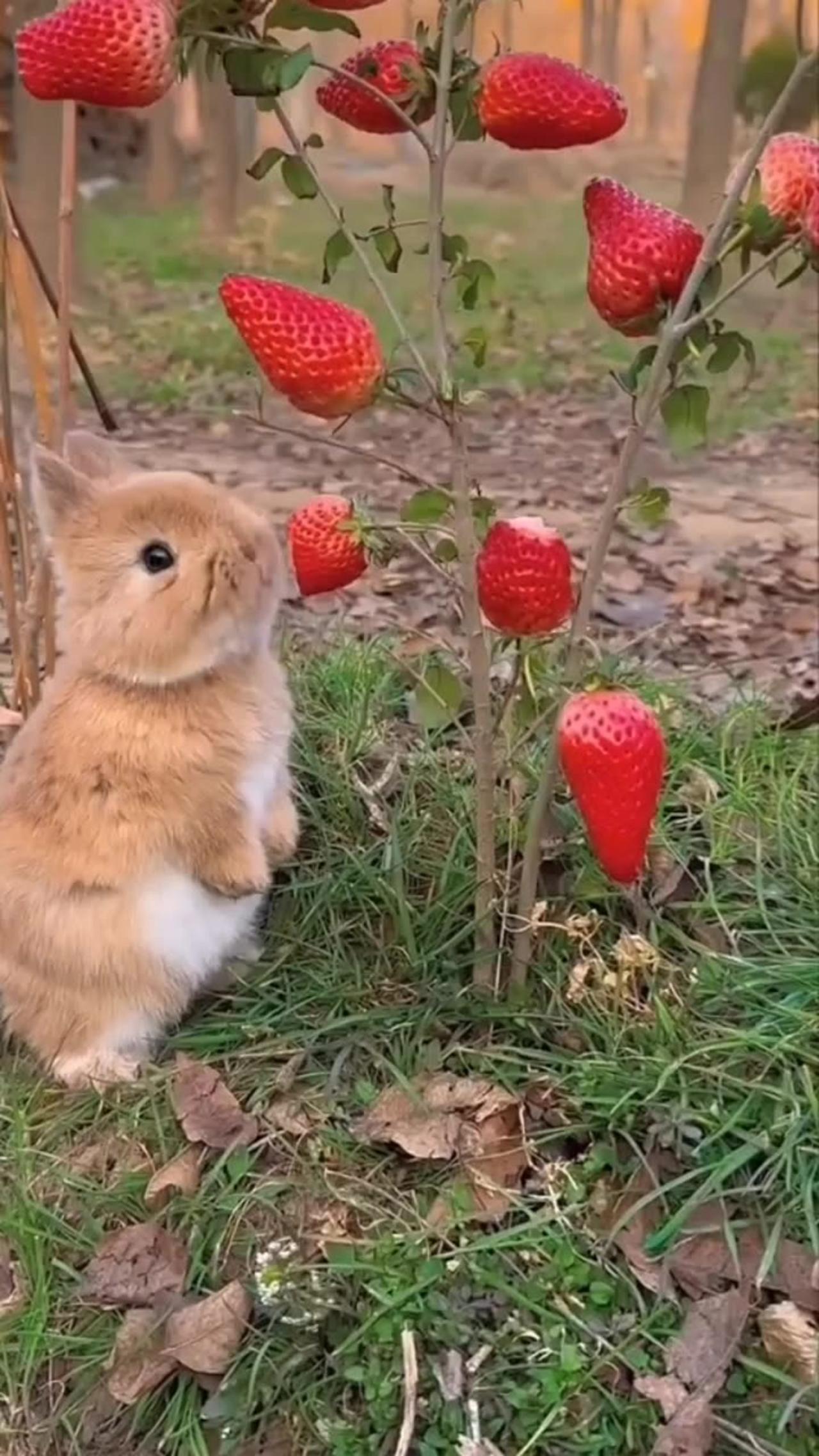 Cute rabbit eating chillis - One News Page VIDEO