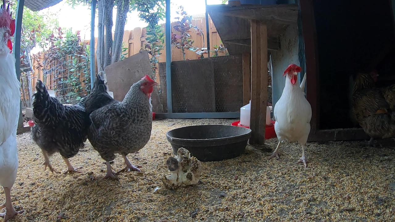 Backyard Chickens Relaxing Sounds Noises Hens One News Page VIDEO