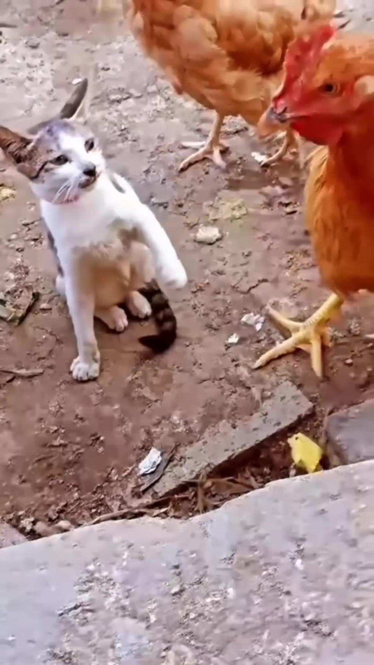 Cat vs Chick One News Page VIDEO