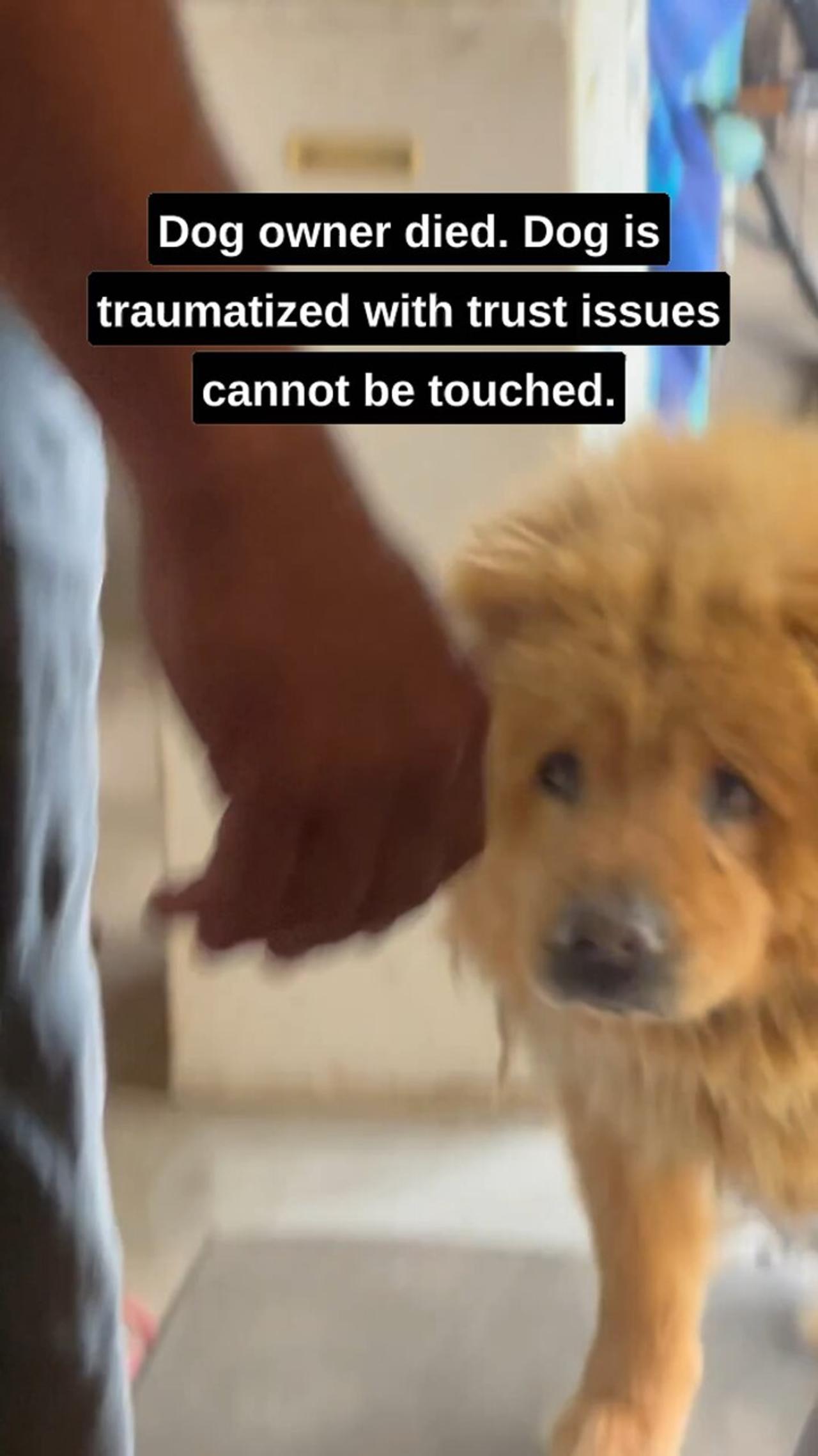 The Dog Dies One News Page VIDEO