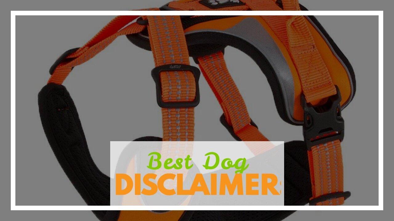 Best Dog Walking Gear One News Page VIDEO