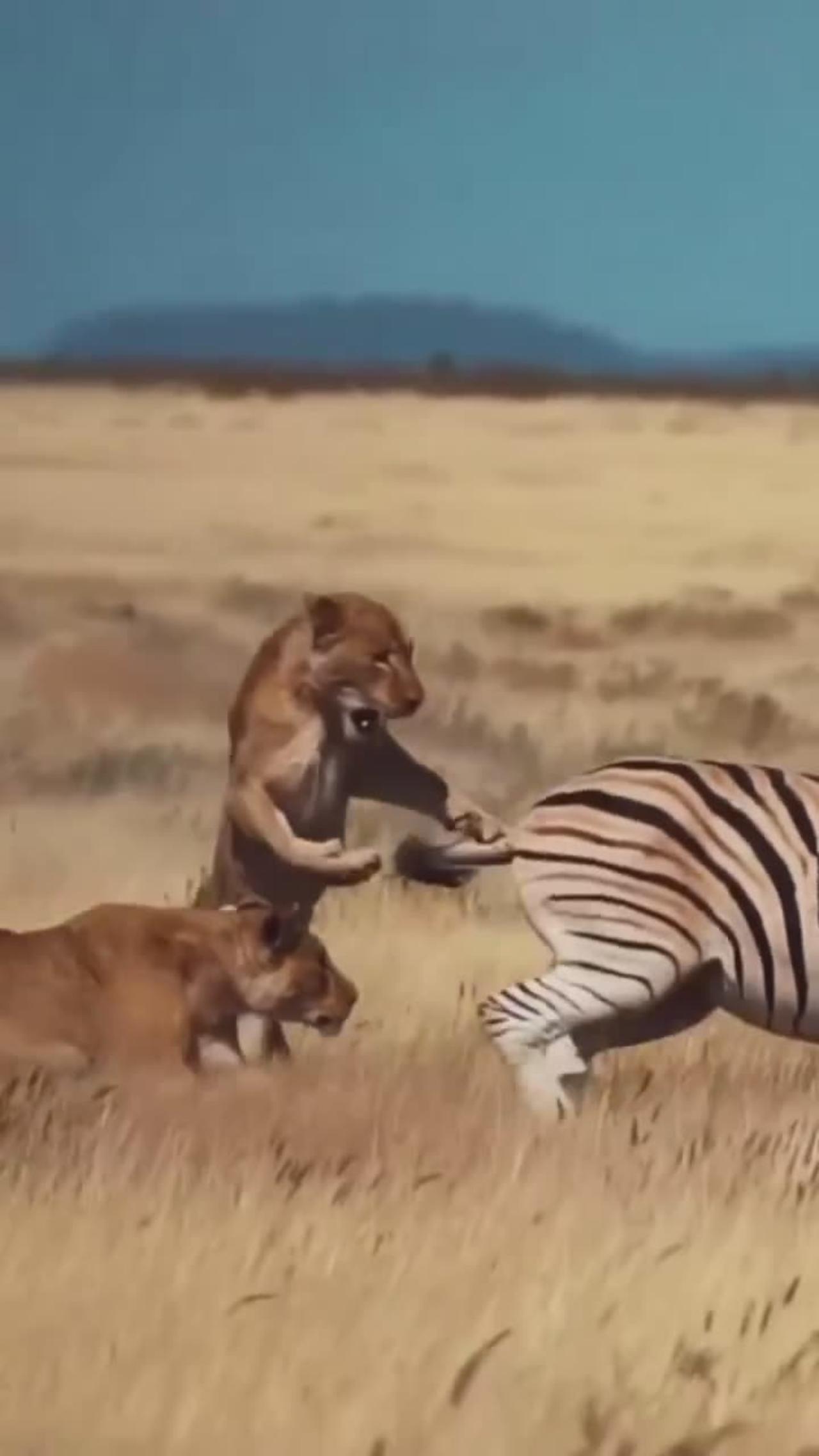 Lion Attack on zebra