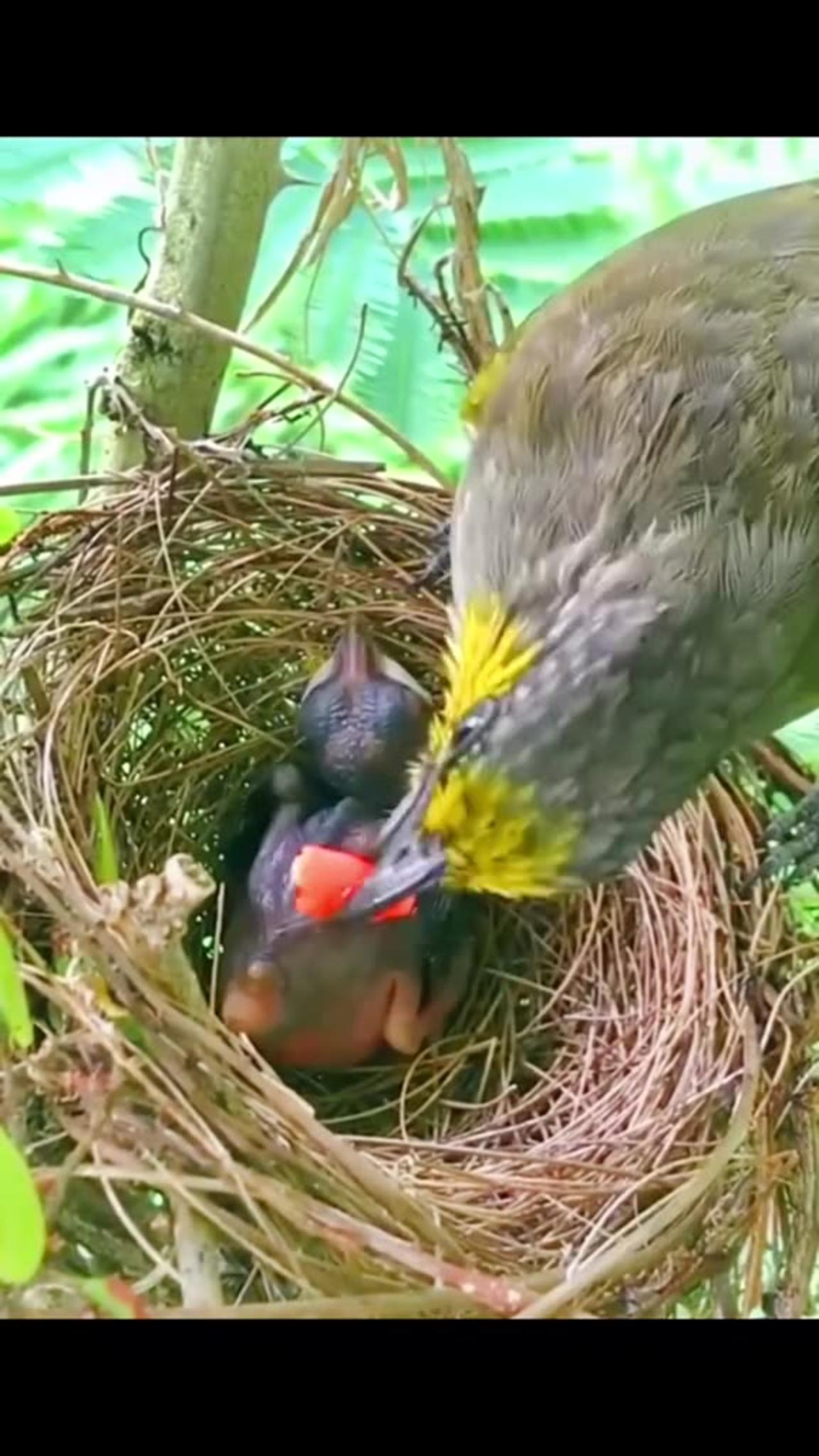 Mother bird takes care and feeds her baby bird #birdslove #nature #birds