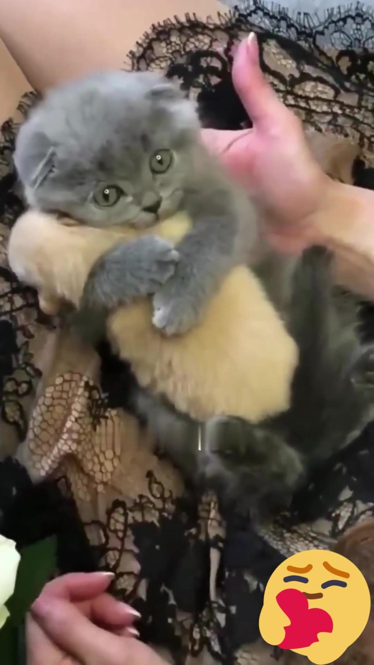 Love cat cute kitten hugs puppy#cutebabypets.