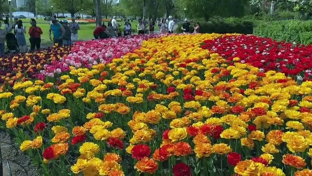 The colorful Tulip Festival kicks off in Ottawa