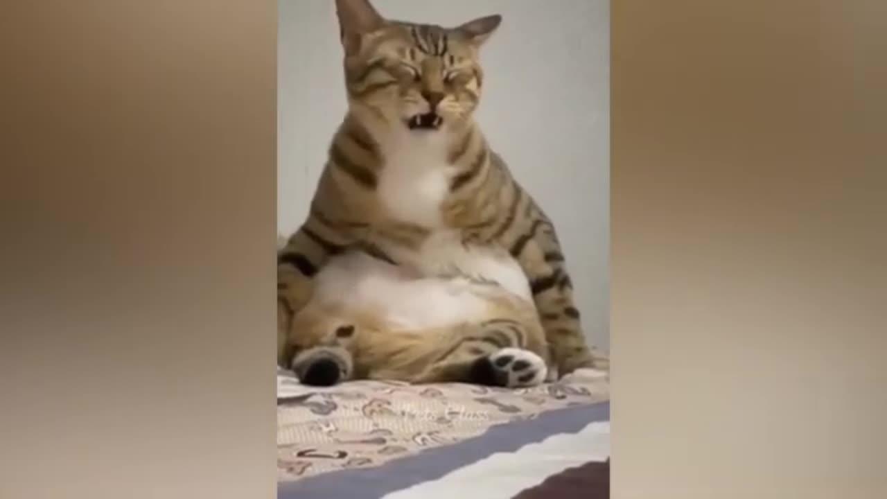 Funniest Cat Video