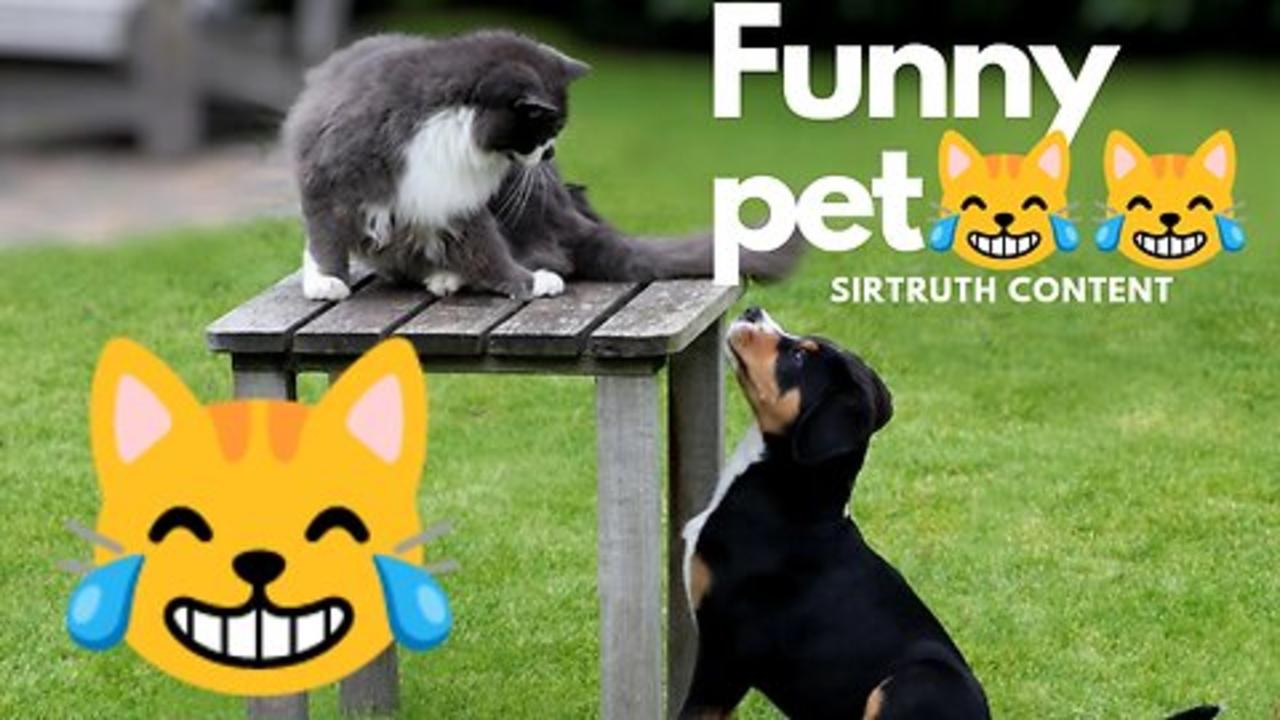 Funny pet - #dog #cat--- funny animal #1