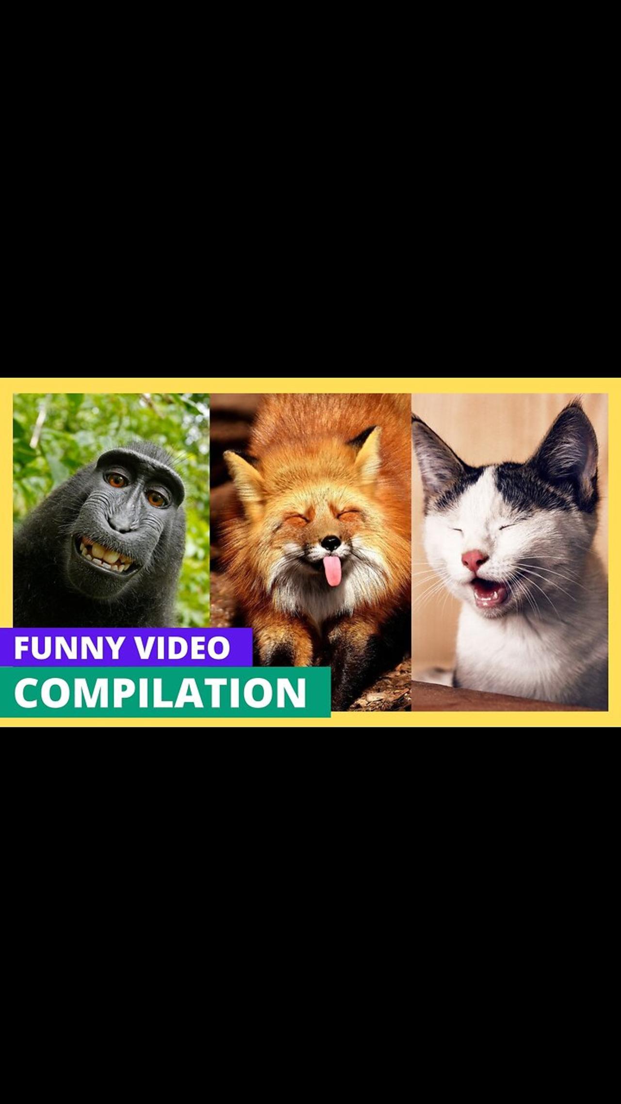 Funny Animal Videos Funny Cat Videos Funny One News Page VIDEO