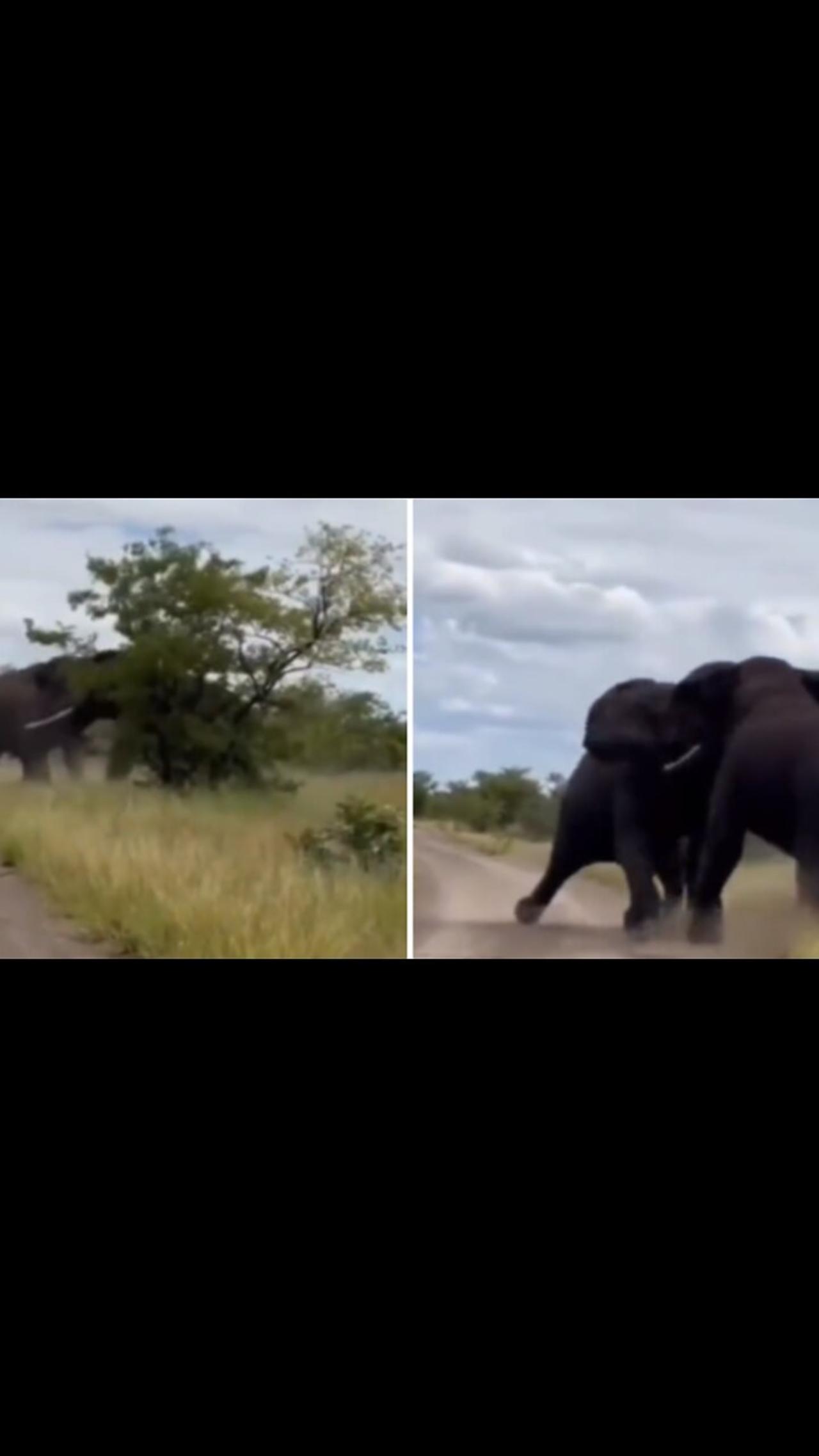 Two Elephant's fighting #Elephant #Animal - One News Page VIDEO