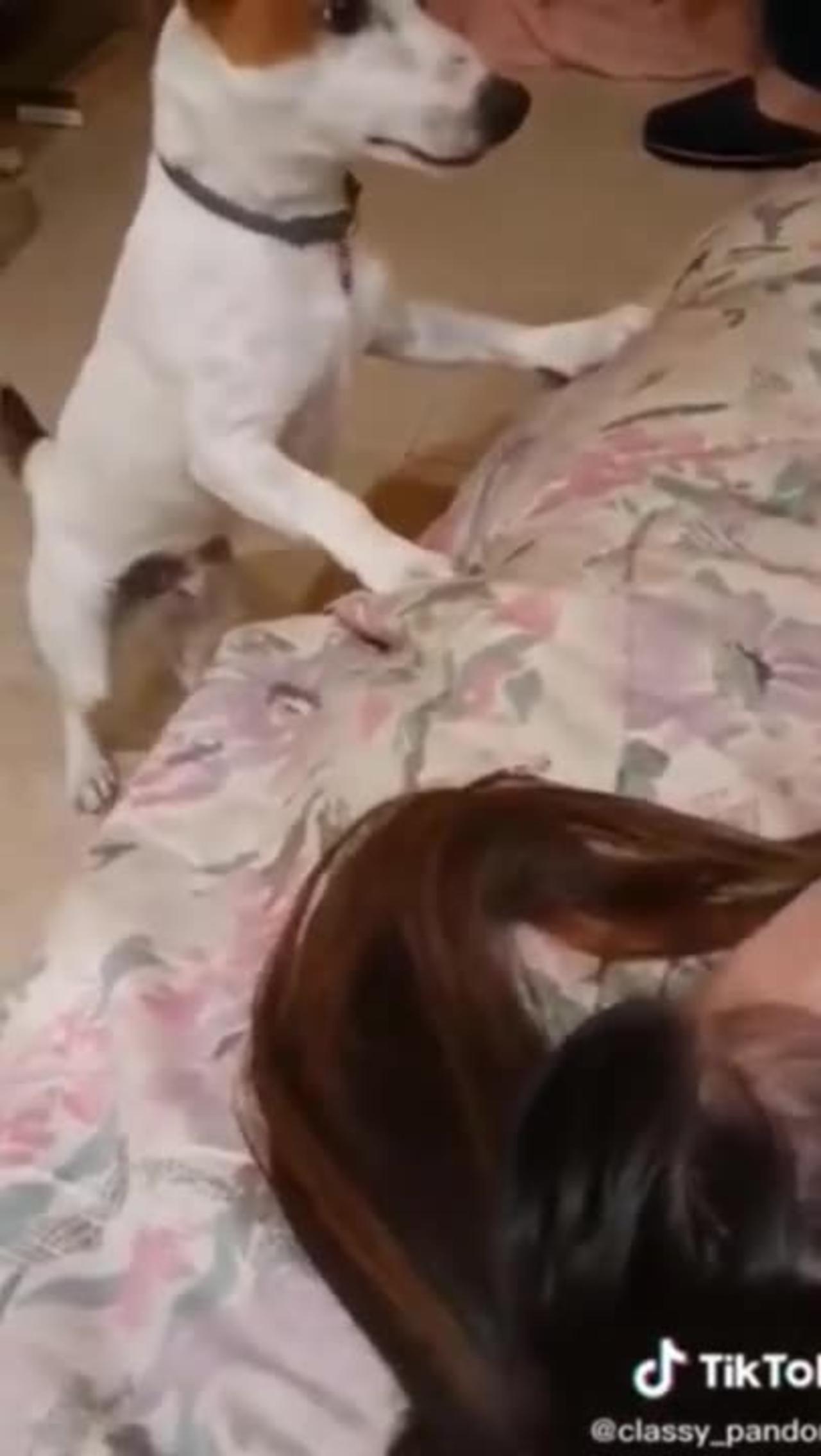 Funniest Cat And Dogs - One News Page VIDEO