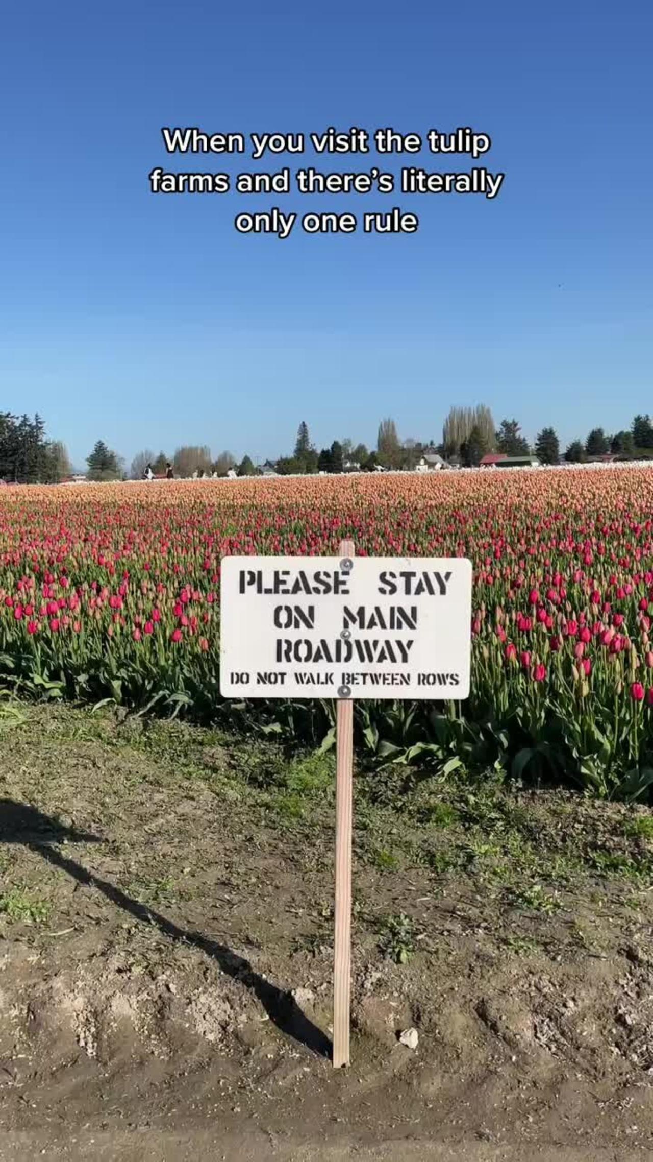 People Break The Only Rule At A Tulip Farm!.mp4 - One News Page Video