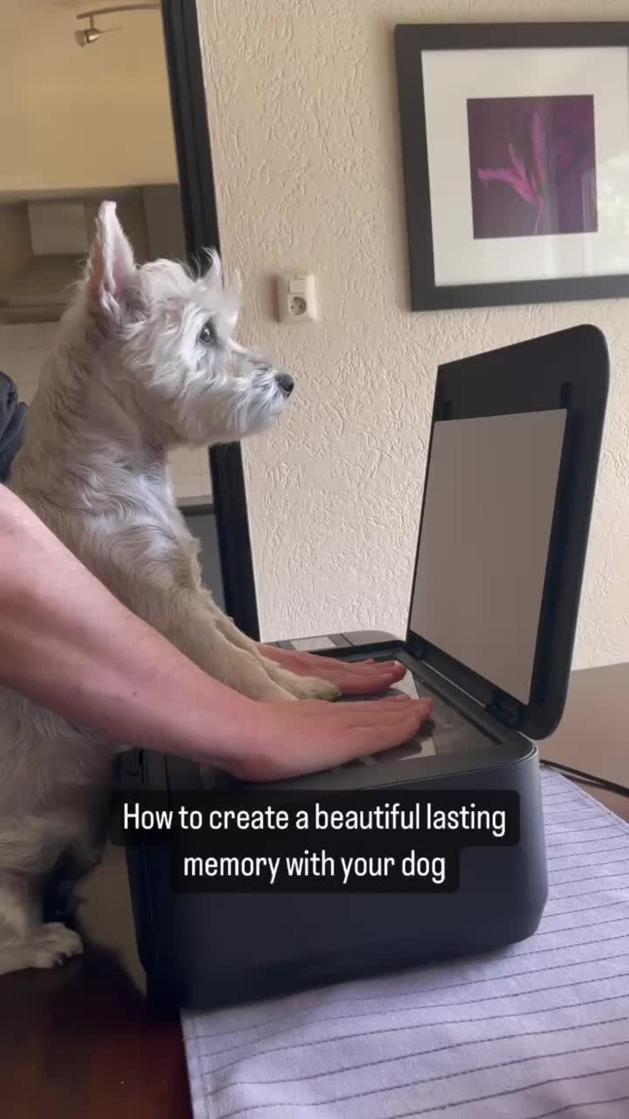 person-scans-their-dog-s-paws-with-their-one-news-page-video