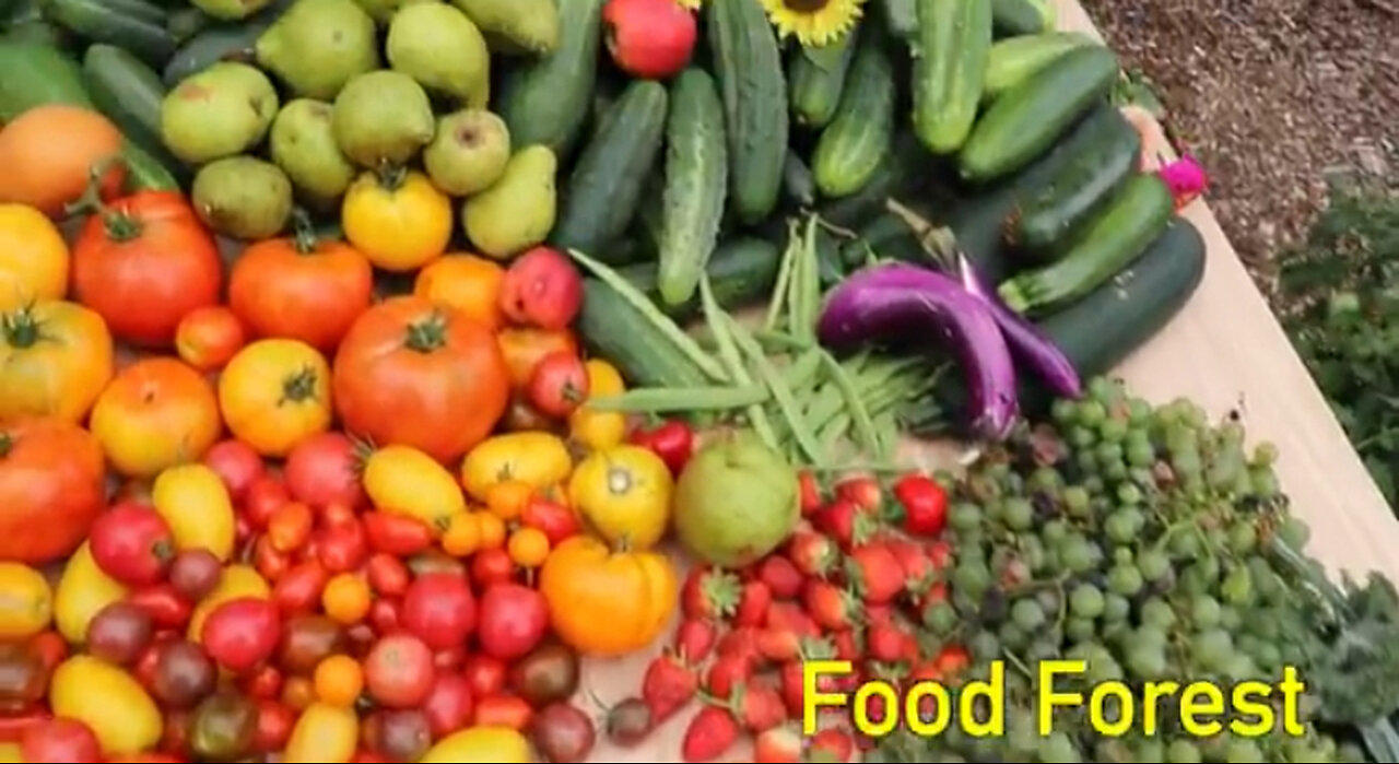 Over 35 Edible Perennials in a Backyard Garden One News Page VIDEO