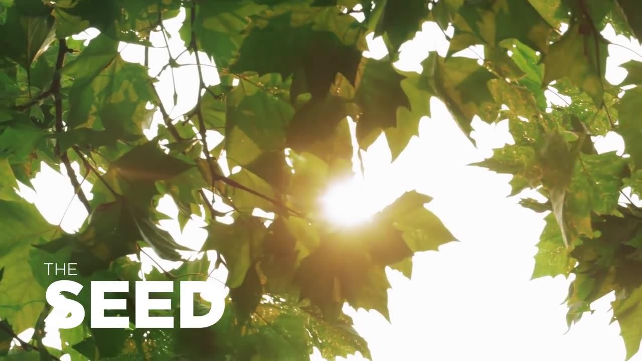 THE SEED Inspirational Short Film One News Page VIDEO