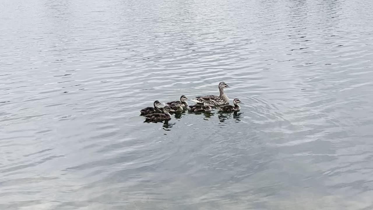 Mother Duck And Ducklings One News Page VIDEO 1684006846 Mother Duck And Ducklings Hires