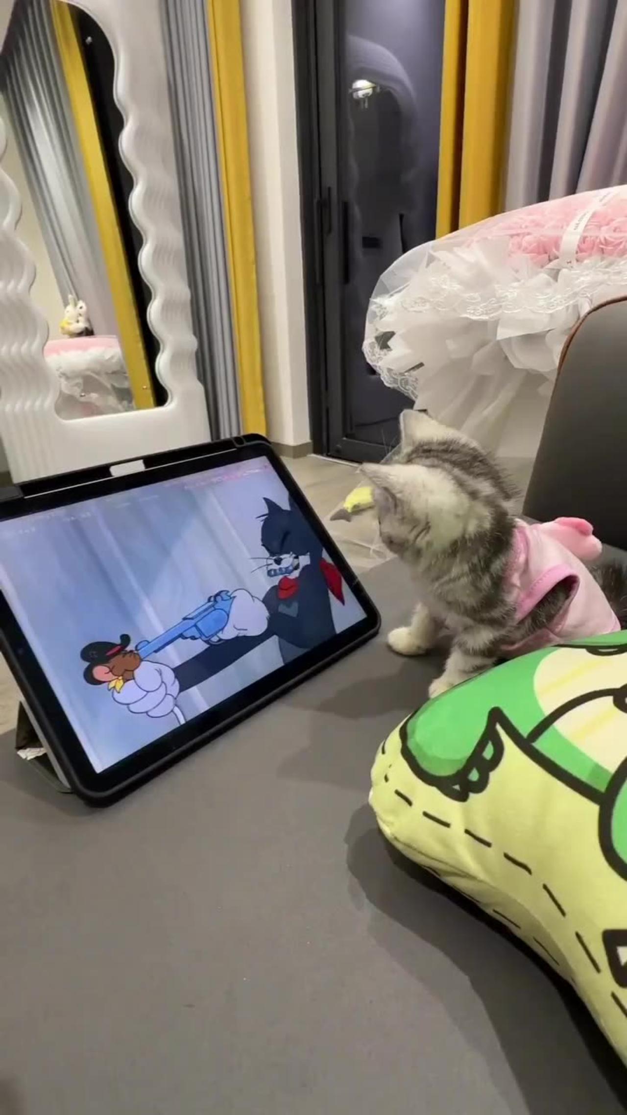 Cat funny video He loves to watch Tom and Jerry