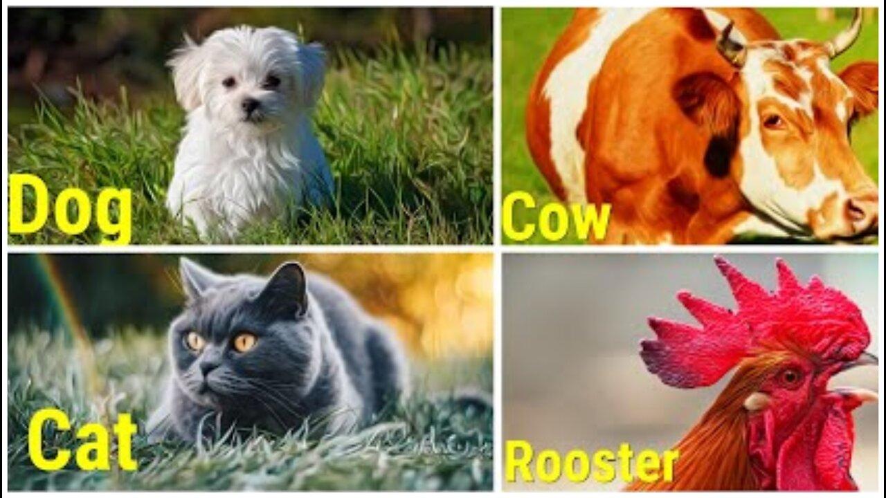 We get acquainted with domestic animals and their sounds: dog, cat, cow, rooster.