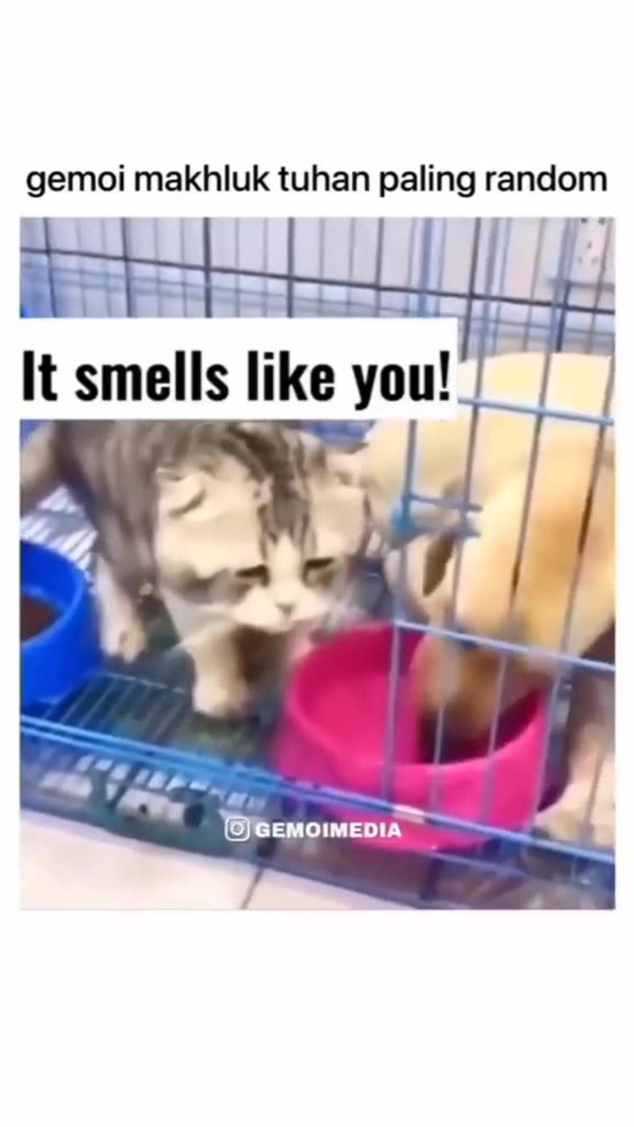 Cat 🐈😺 funny videos