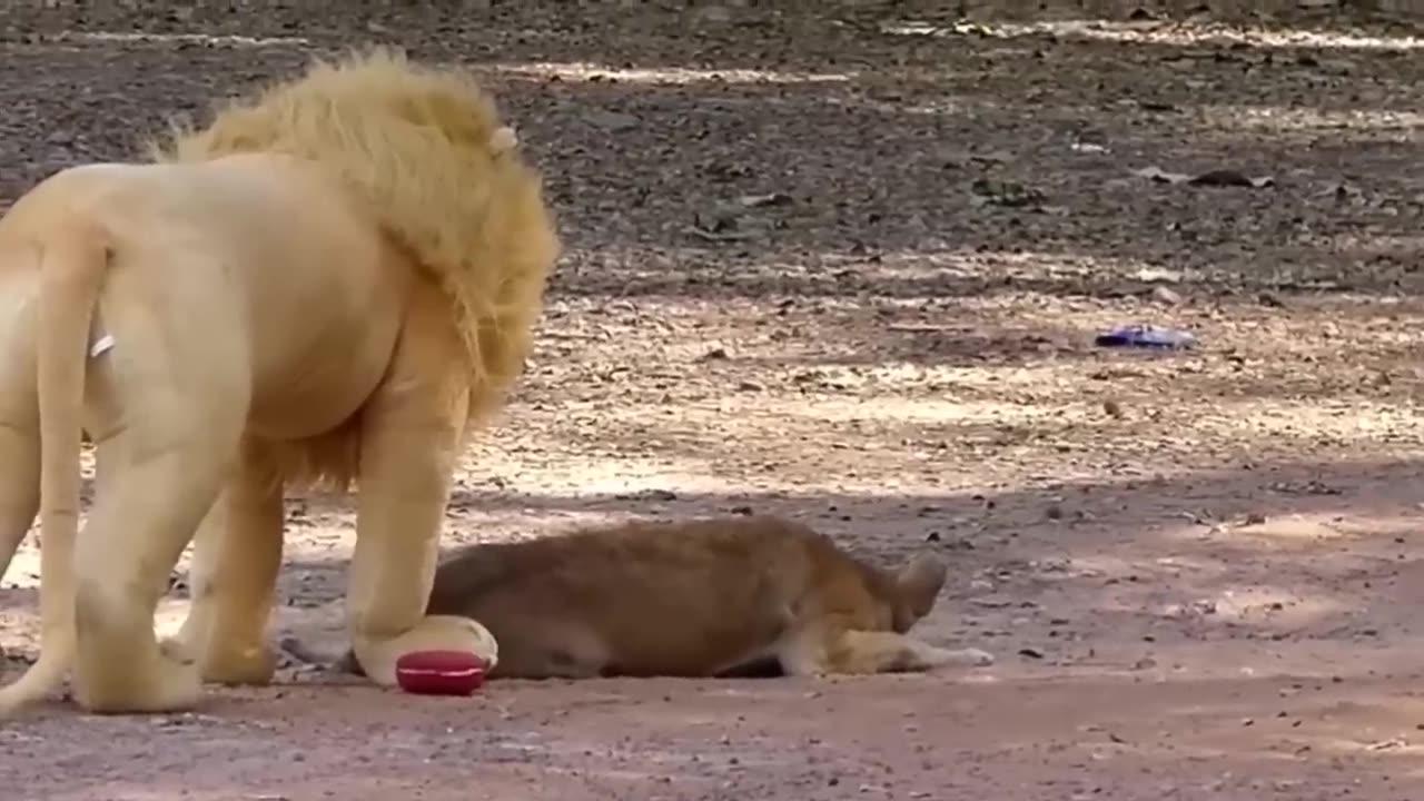 Troll prank dog & fake lion and fake tiger prank