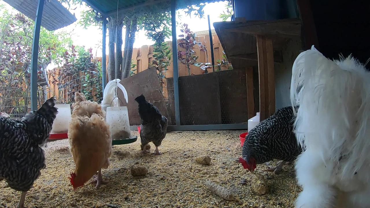 Backyard Chickens Relaxing Chicken Coop Video One News Page VIDEO