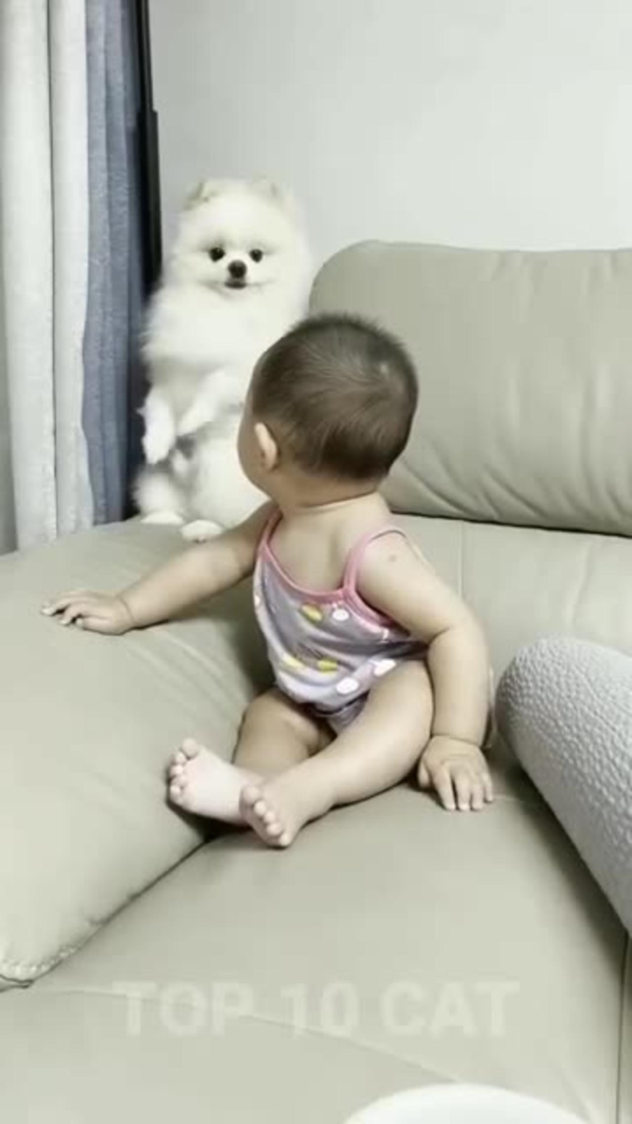 Dog play with baby One News Page VIDEO