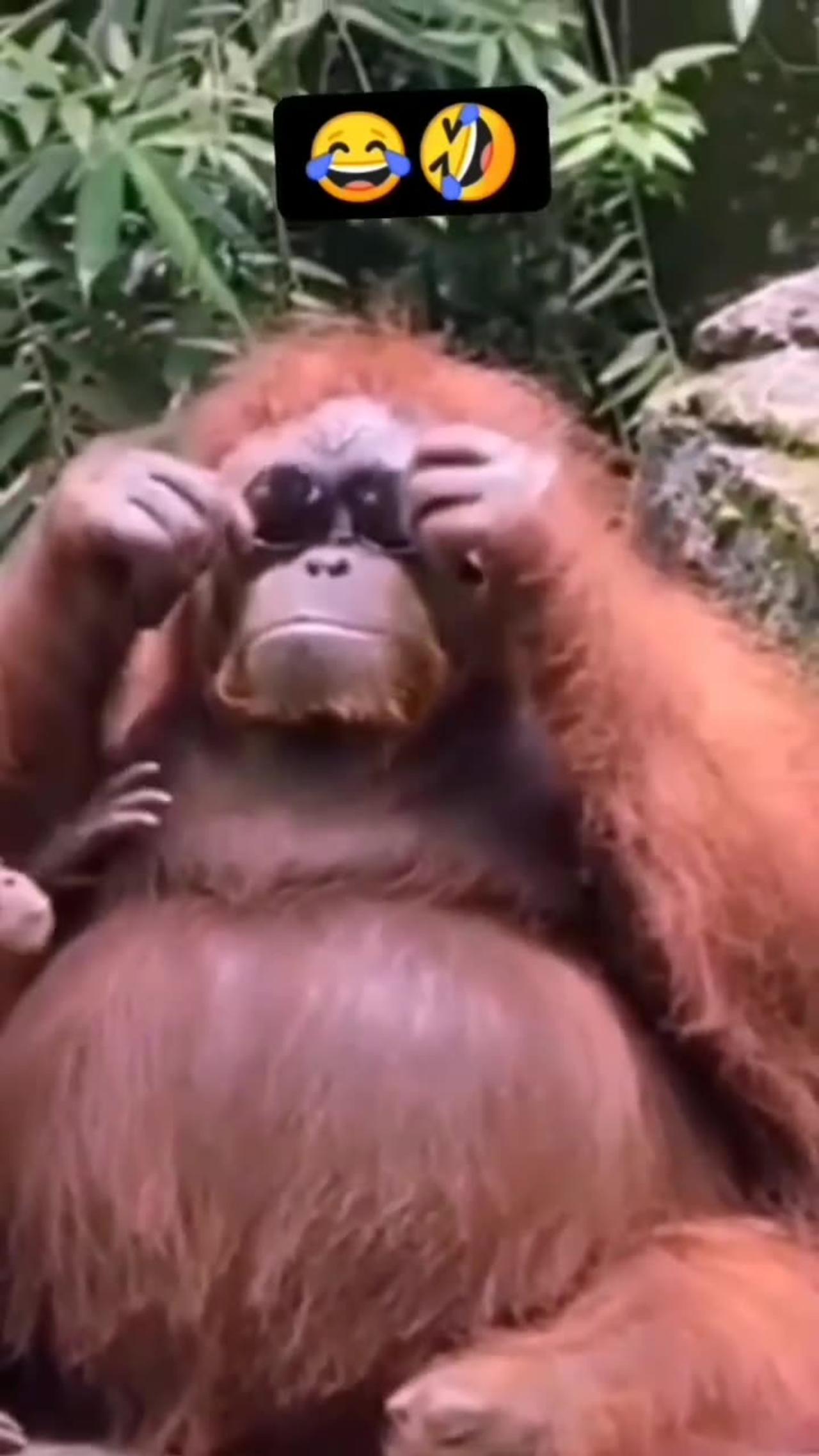 Flat Face Monkey Vs. All Other Monkeys: Who Wins? - bl1pbfn