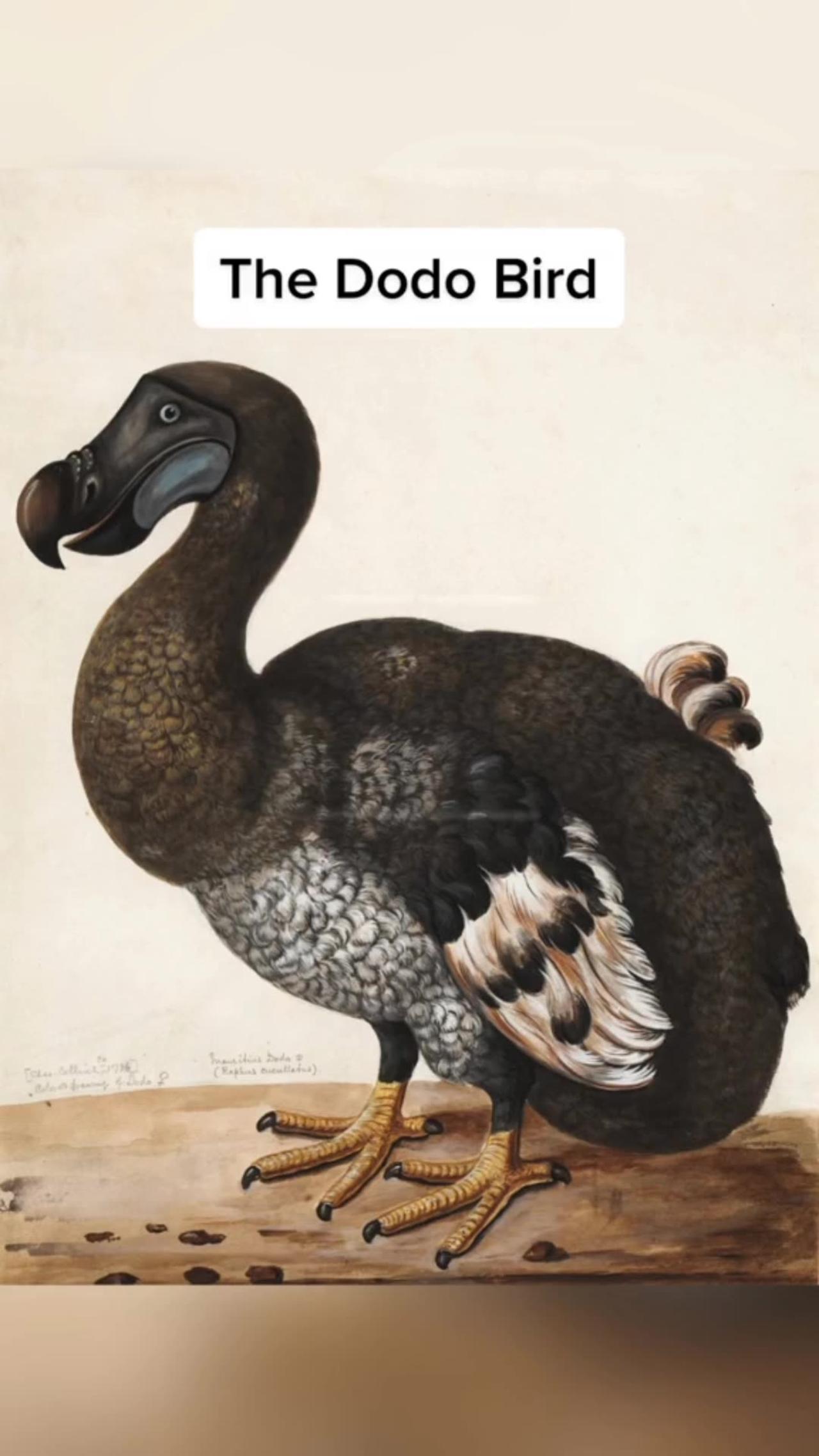 Caught Camera Dodo Bird Found Alive 2018 Dodo bird caught on camera - One News Page VIDEO